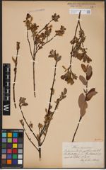 Foto von Salix aurita L. x Salix myrtilloides L.